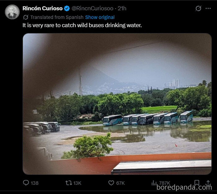 A funny, unpredictable sentence about wild buses appearing to drink water in a flooded parking lot.