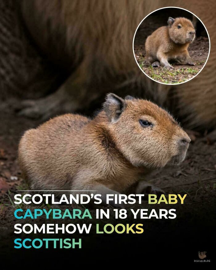 Scotland's first baby capybara in 18 years, looking characteristically Scottish, a truly unpredictable animal moment.