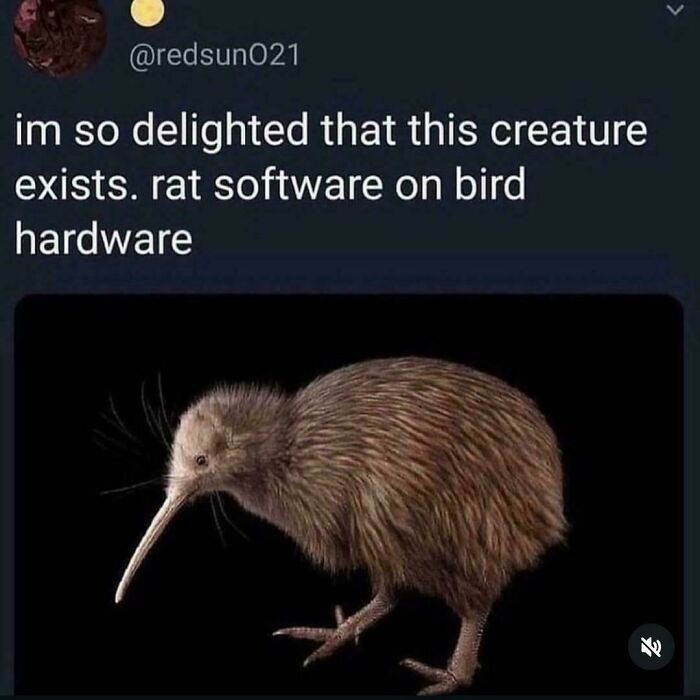 A kiwi bird is shown, with a caption saying rat software on bird hardware, an unpredictable sentence.