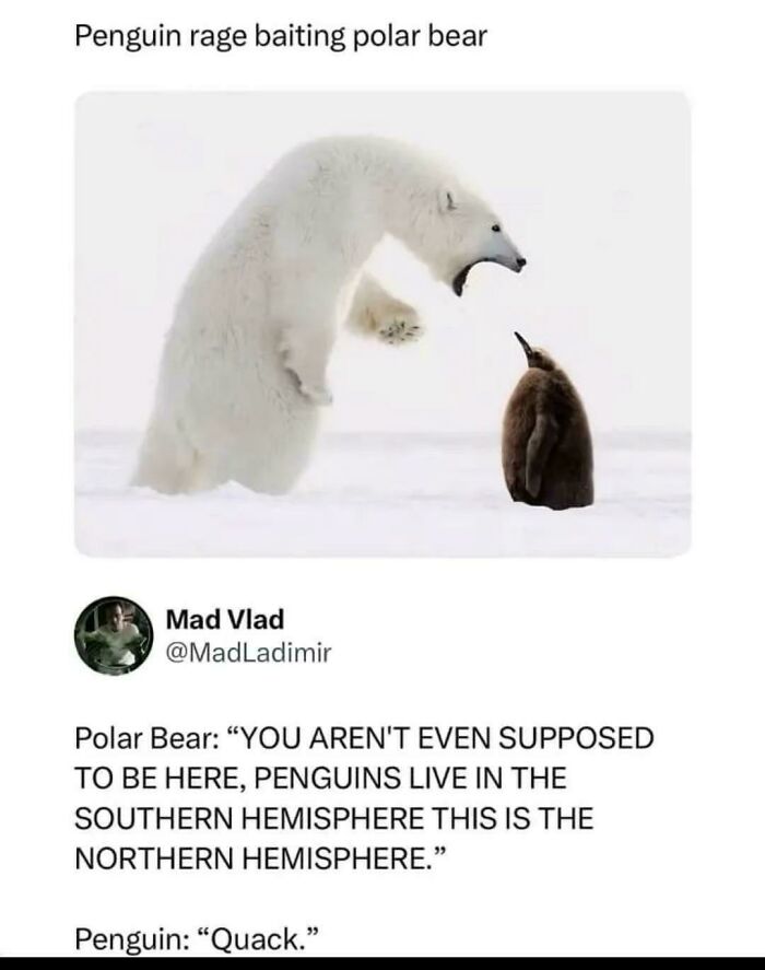 A polar bear roaring at a small penguin in a snowy landscape, an image depicting funny and unpredictable sentences.