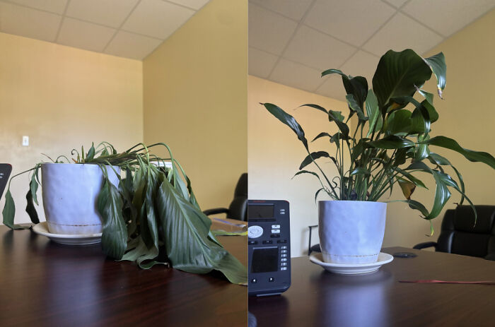 A side-by-side comparison of a wilted plant and a vibrant, rehydrated plant, showing mildly interesting pictures.