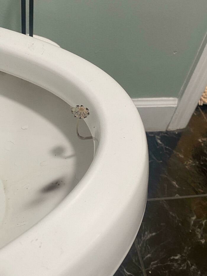 A small mushroom growing out of the water in a toilet bowl, a mildly interesting picture.