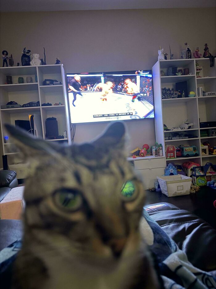 Mildly interesting picture of a cat with glowing green eyes in the foreground, watching TV in a living room.