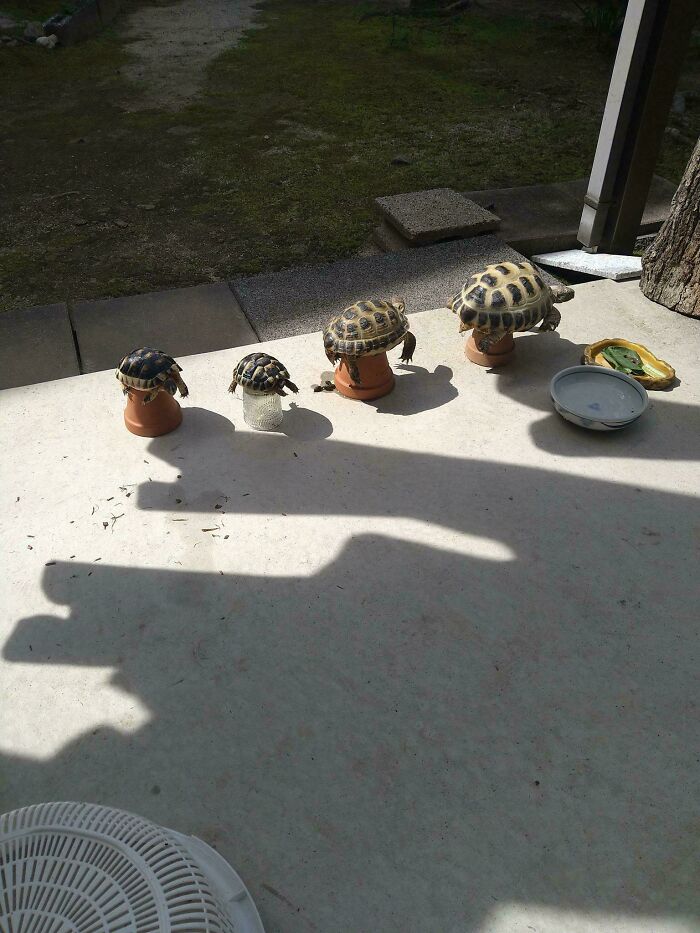 Four tortoises sunbathing on terracotta pots, creating a mildly interesting picture outdoors.