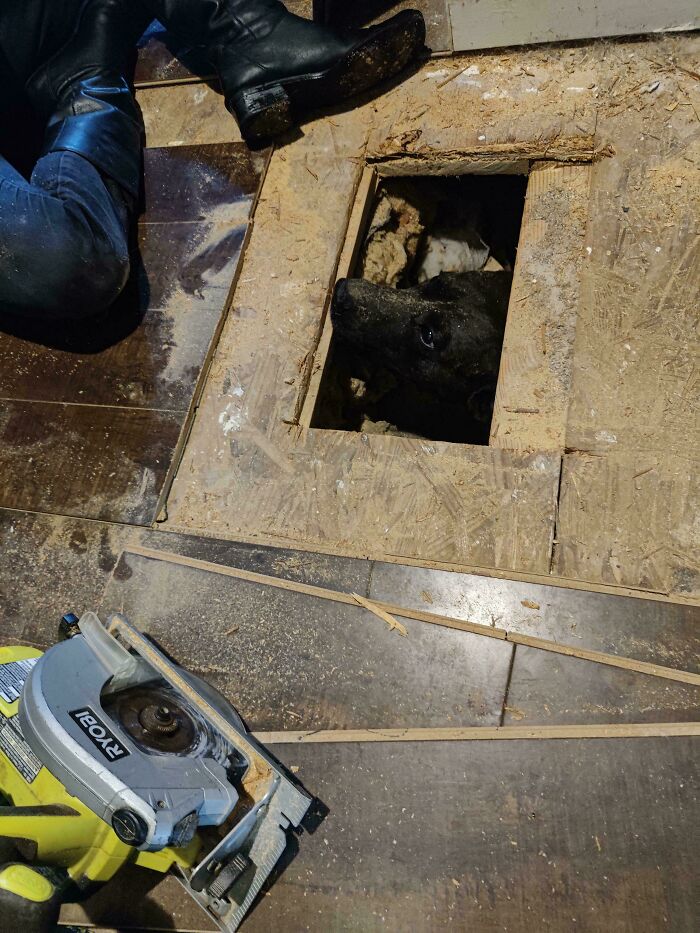 A black bear peeking from a hole in the floor, an interesting picture of an unexpected visitor.