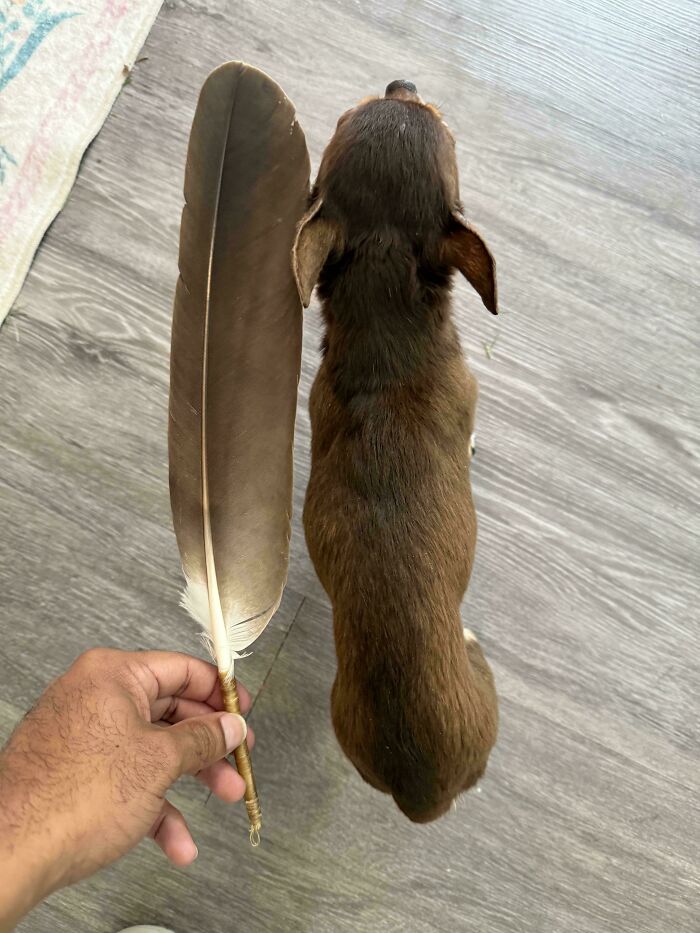 A mildly interesting picture of a large brown feather next to a small brown dog, highlighting their comparative size.