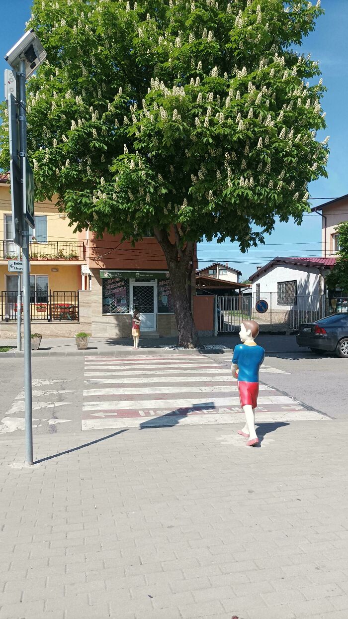 Mildly interesting pictures: Two child mannequins on a crosswalk with a large blossoming tree behind them.