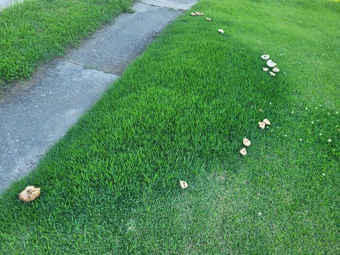Mildly interesting pictures: Mushrooms growing in a neat line along a sidewalk on a grassy lawn.