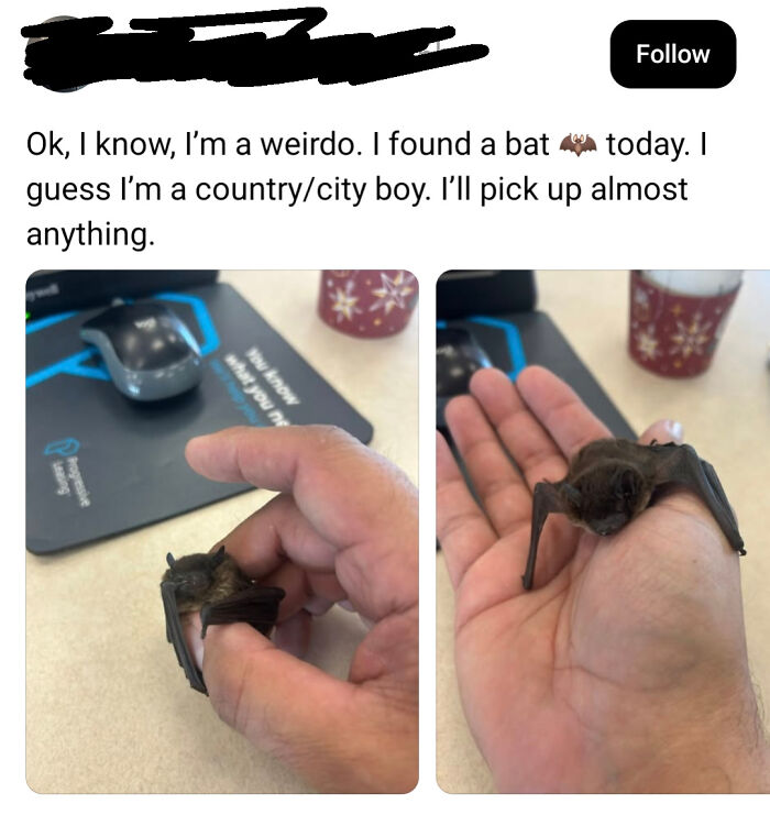 A person holds a small bat in their hand, showcasing dangerous things people did by touching wild animals.