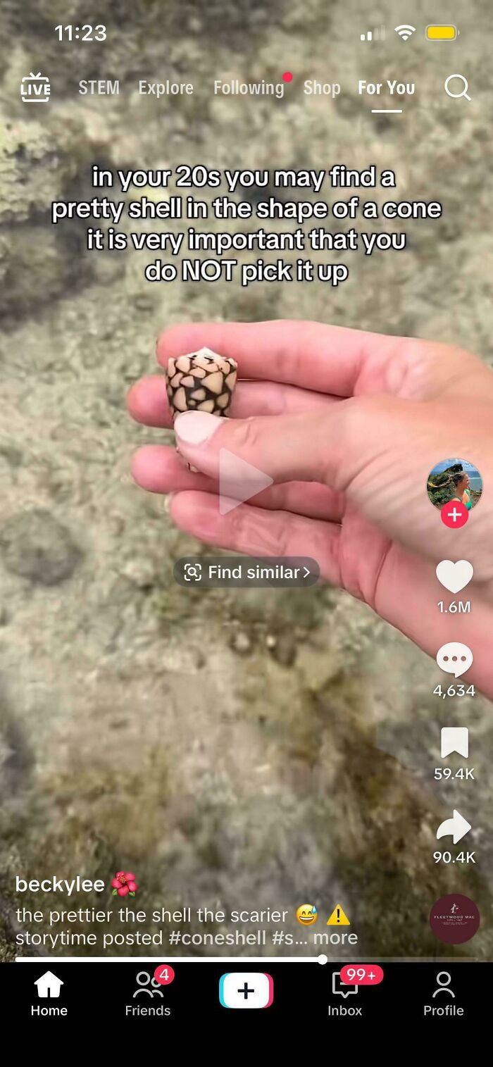 A hand holding a patterned cone shell in shallow water, highlighting the dangerous nature of certain marine life.