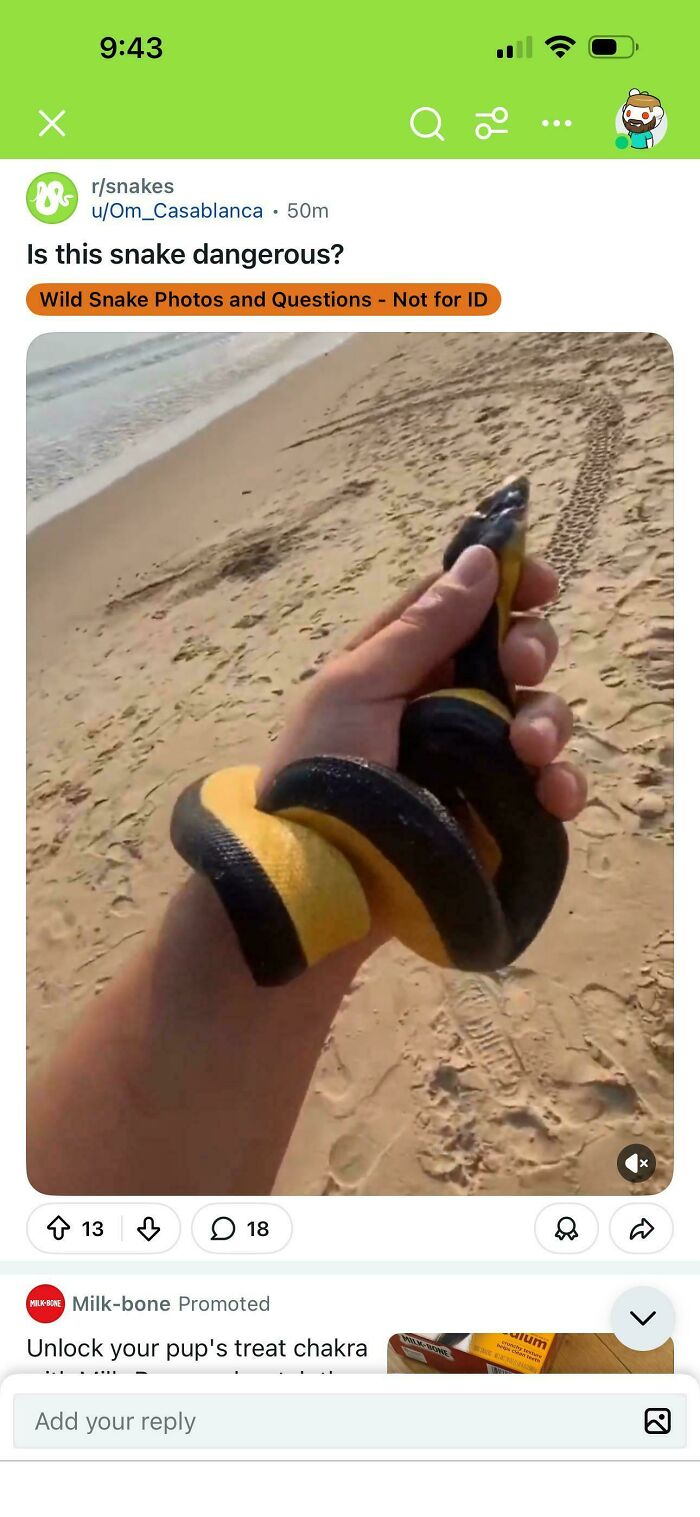 A person holding a black and yellow banded snake on a sandy beach, demonstrating a dangerous encounter with wildlife.