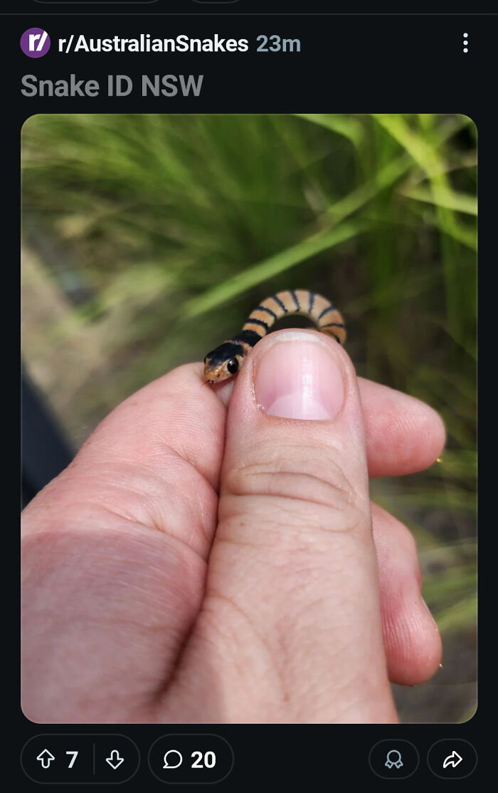 A person holding a small, striped snake in their hand, demonstrating a dangerous and unnecessary interaction with wildlife.