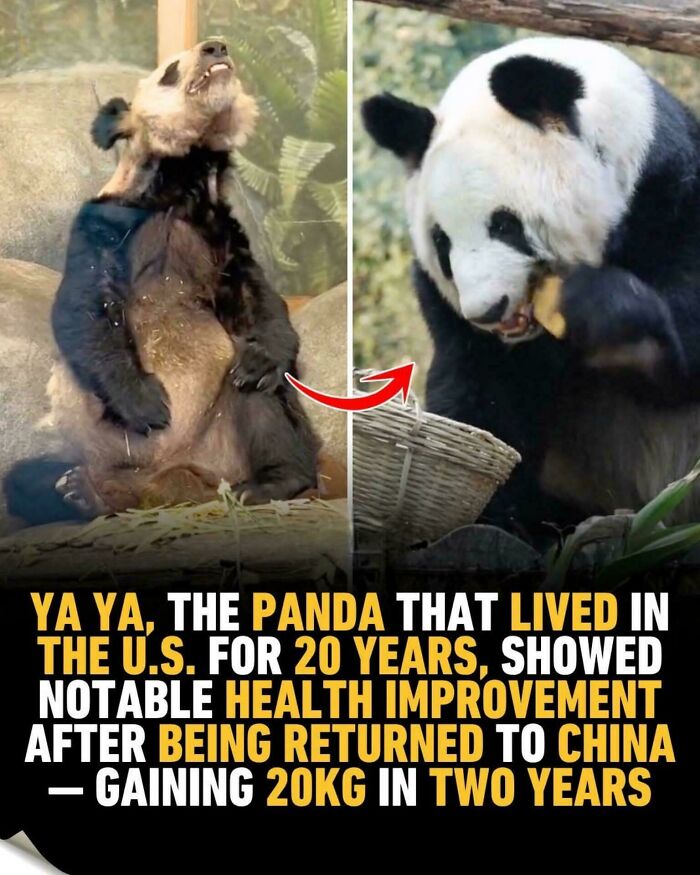 Ya Ya the panda looking healthier after returning to China, a fascinating pic for a 5-minute brain boost.