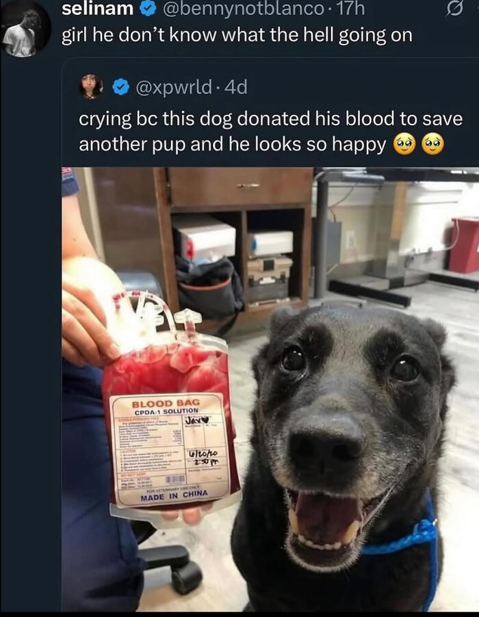A happy dog after donating blood, a quick fact for a 5-minute brain boost.