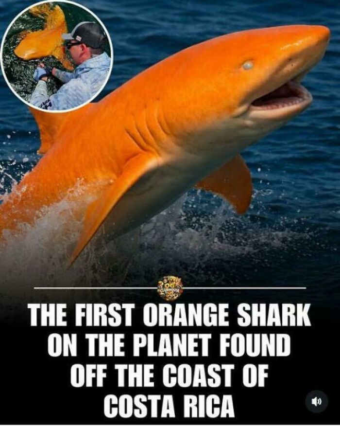 Fascinating pics of the first orange shark found off Costa Rica, with a man holding it, for a brain boost.