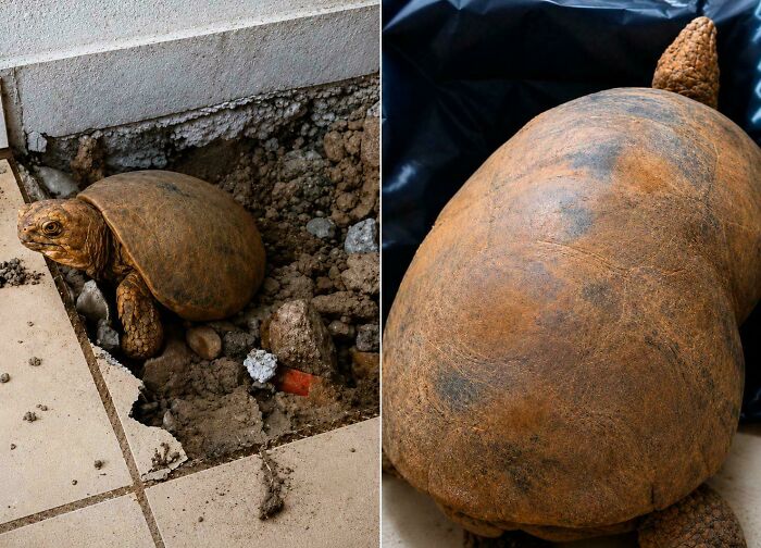 A pair of fascinating pics of a small tortoise being dug out of a hole in a tiled floor and a close-up of its shell.