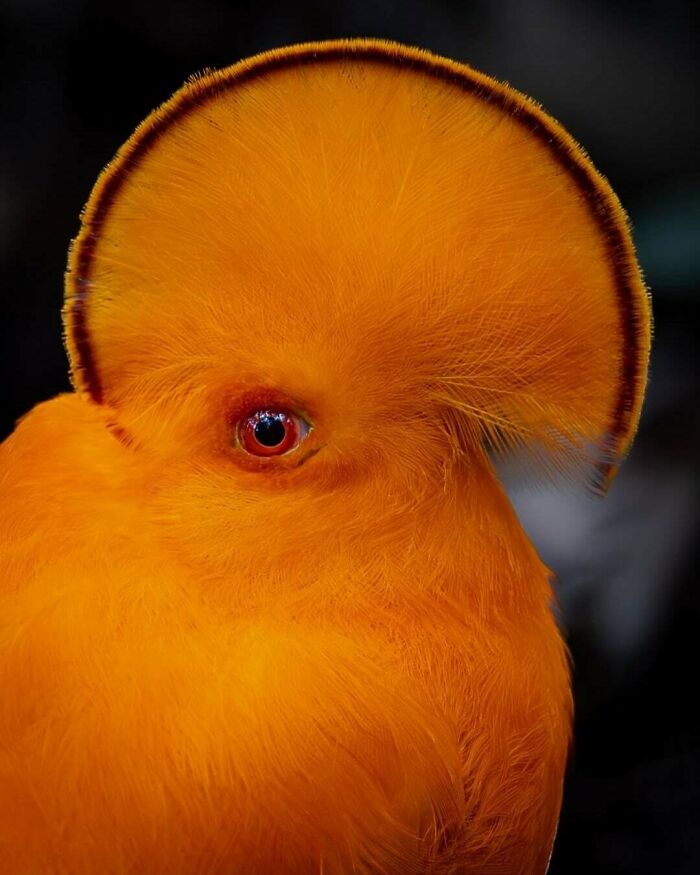 A close-up of an exotic orange bird with a unique crest, a fascinating pic for a quick 5-minute brain boost.