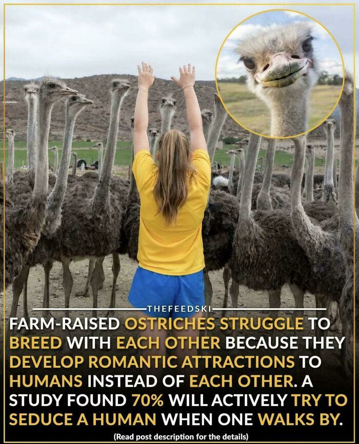 A woman surrounded by ostriches, with an inset of a smiling ostrich face, offering a 5-minute brain boost fact.