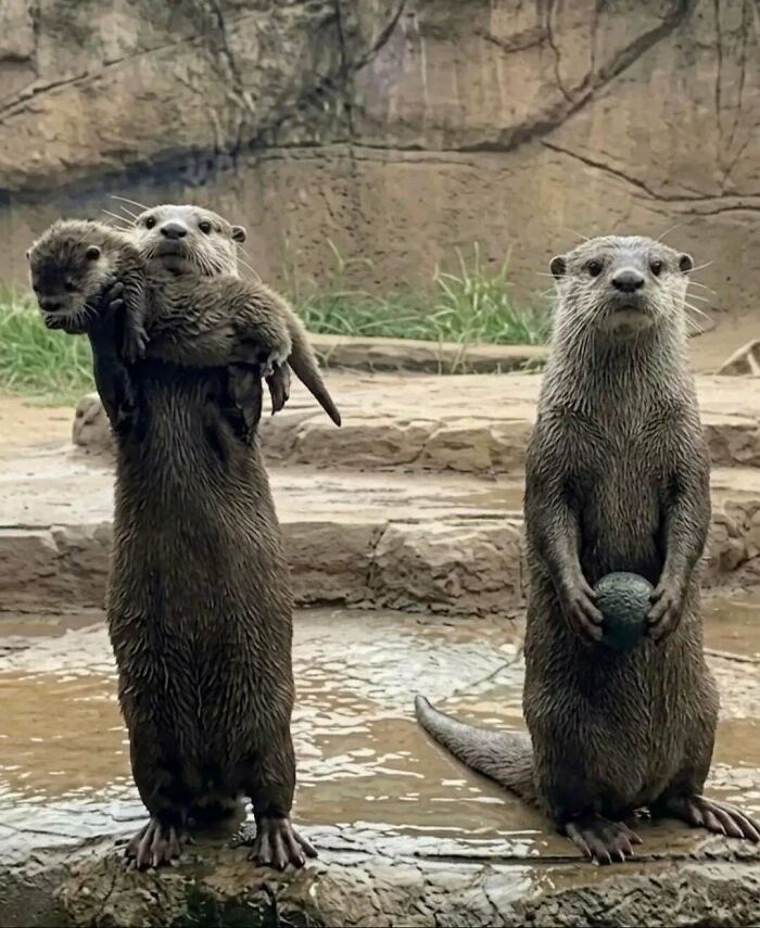 Two otters stand upright, one holding a baby otter, the other holding a rock, for a brain boost.