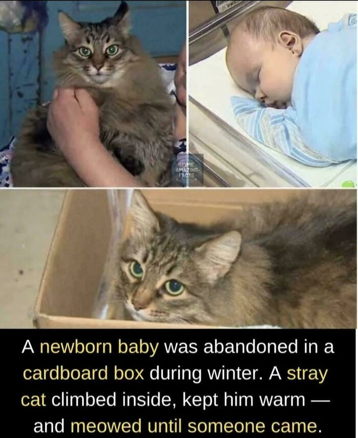 A caring cat keeps a newborn baby warm in a cardboard box, boosting brain fascinating facts.