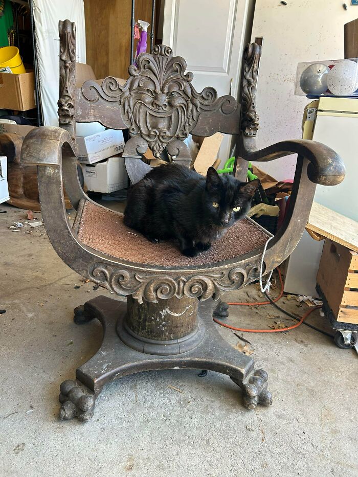A black cat sits on a remarkable antique carved wooden chair with a lion face and claw feet.