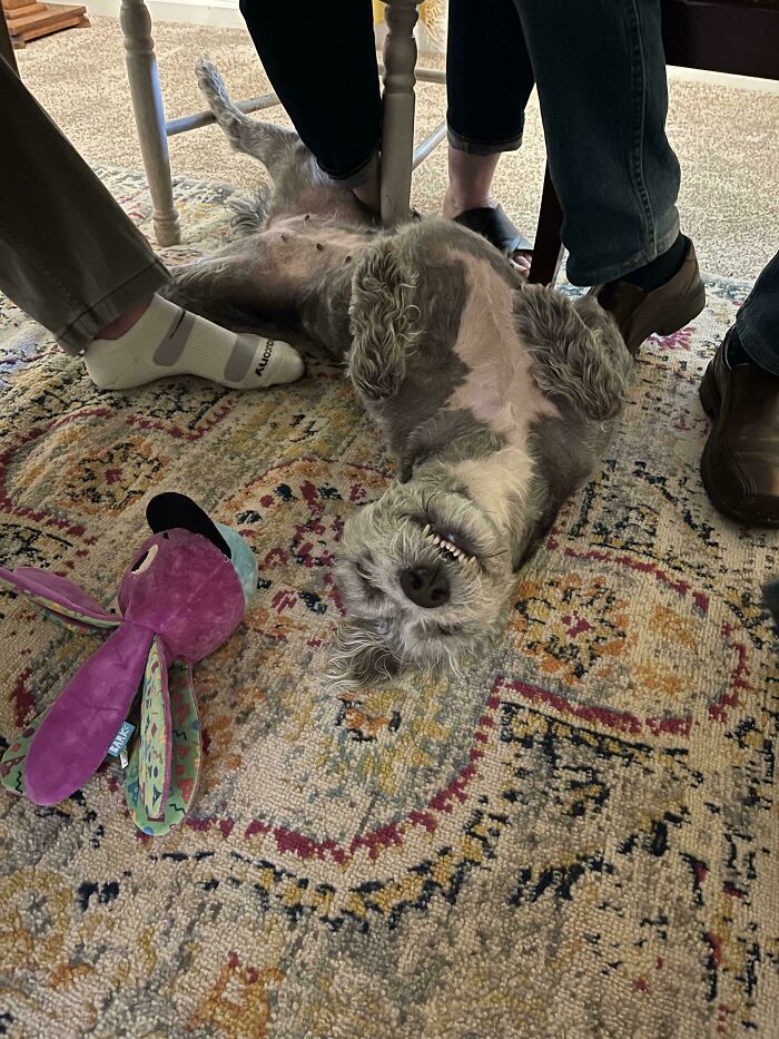 A gray derpy animal, a dog, lying on its back on a patterned rug, looking ridiculous with its teeth showing.