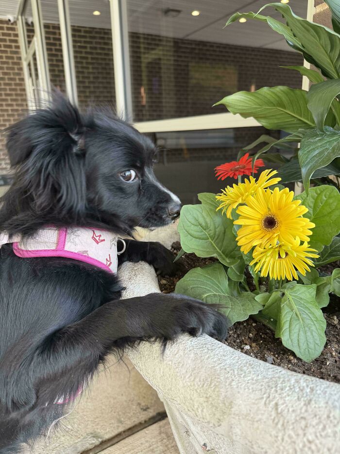 A black derpy animal, a dog, curiously smelling yellow flowers in a pot, showcasing its ridiculous nature.