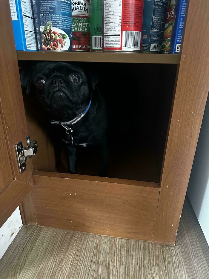 A black pug, a derpy animal, peeking out from a dark kitchen cabinet.