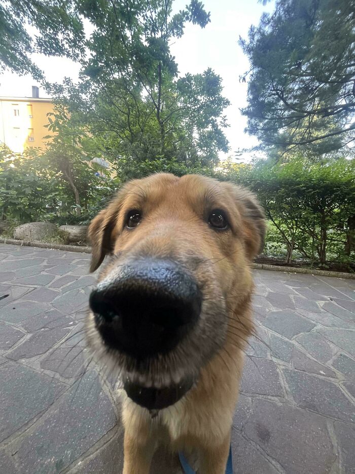 A close-up of a derpy animal, a dog, looking straight at the camera with a big nose.