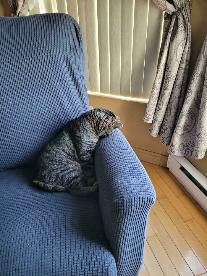 A derpy tabby cat sleeping in an awkward and ridiculous position on the armrest of a blue chair.