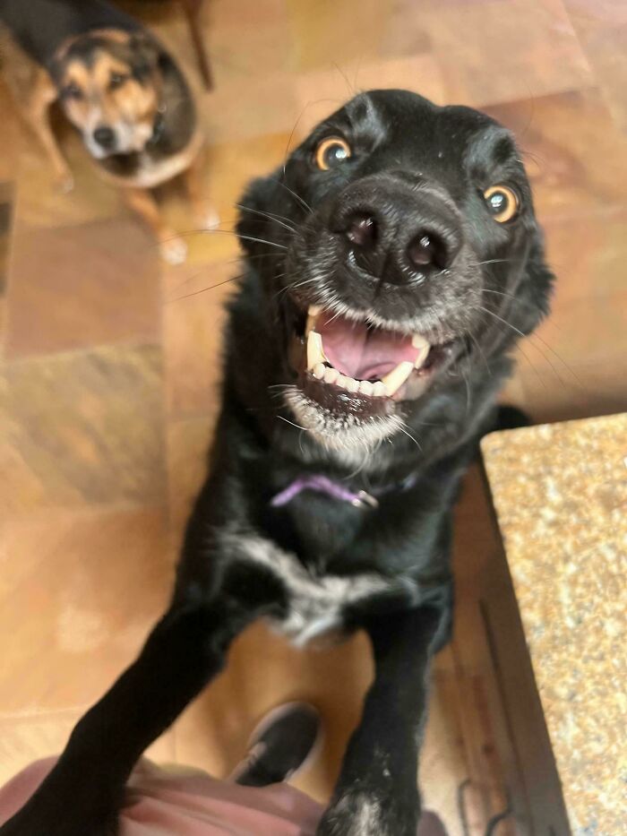 A black derpy dog with big eyes and an open mouth, looking ridiculous and happy, with another dog in the background.