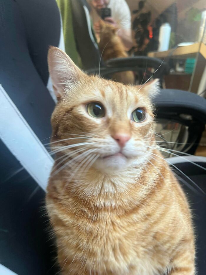 Close-up of a derpy orange tabby cat with wide eyes, looking confused and slightly ridiculous.