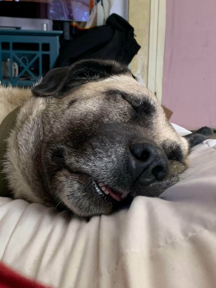 A derpy dog sleeping soundly with its tongue slightly out, looking ridiculous and content.