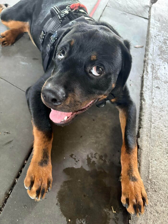 A black and tan dog with a derpy, goofy smile, lying down and looking up with playful eyes.