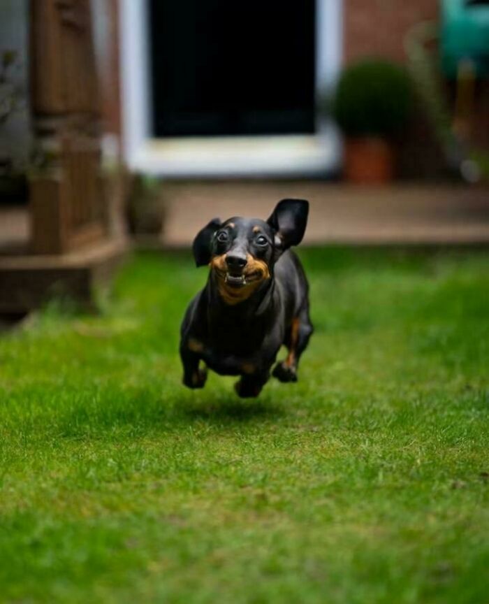 A small, derpy black dog with a wide smile, running and jumping in green grass, looking ridiculous.