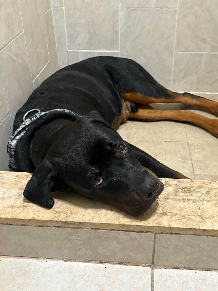 A silly black and tan dog looking up with a derpy expression, lying on a tiled floor.