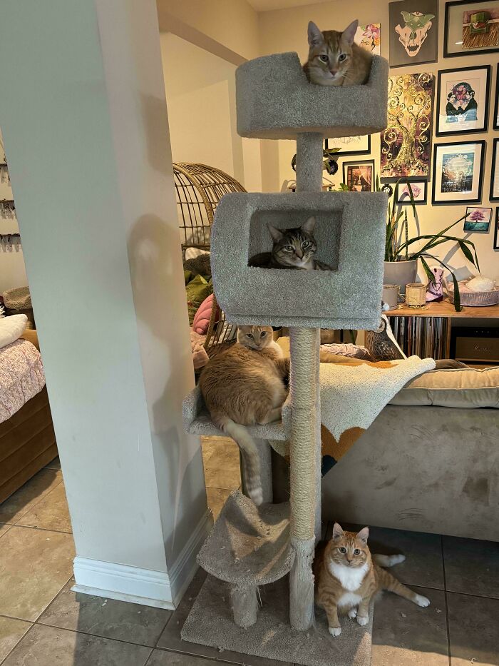 Five cats on a cat tree and on the floor, some looking at the camera, after people interrupted their important meeting.