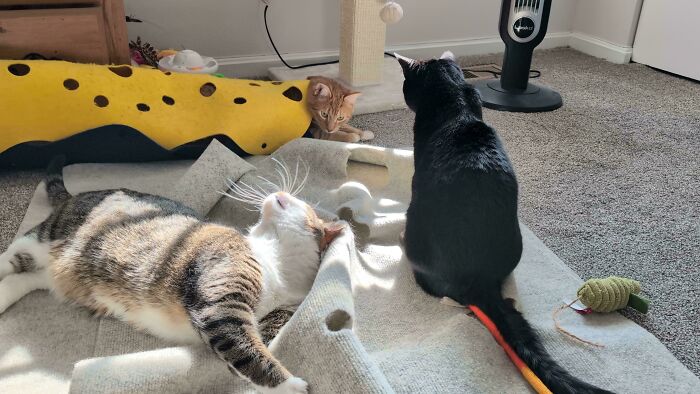 Three cats relaxing indoors, illustrating how people interrupted cats important meetings.