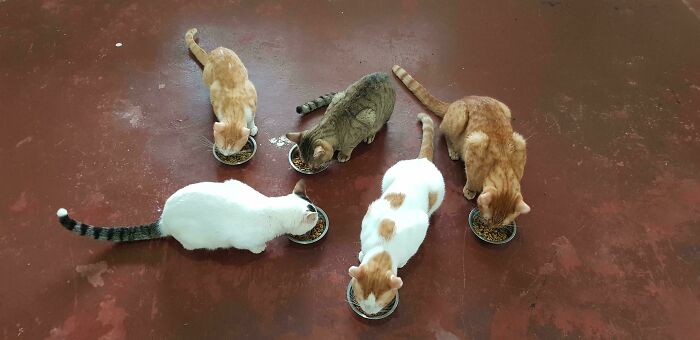 Five cats eating from bowls on a red floor, embodying cats important meetings.