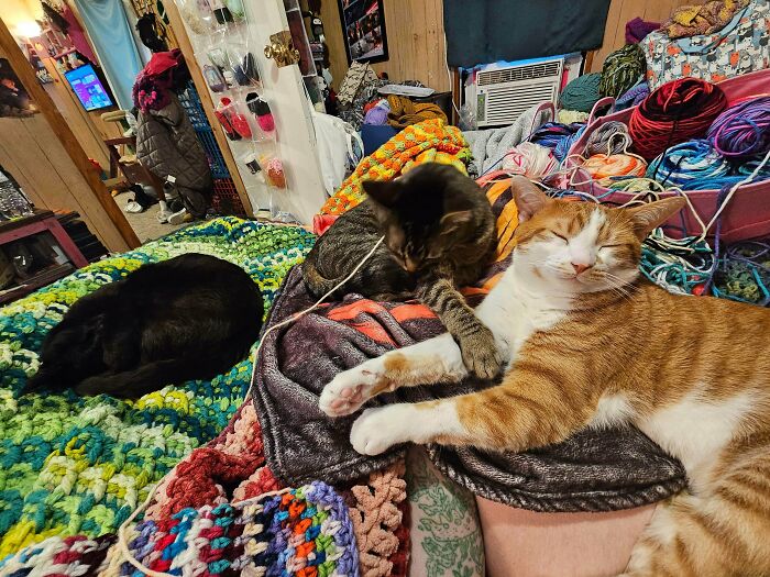 Three cats relaxing on blankets and yarn, illustrating people interrupted cats important meetings.