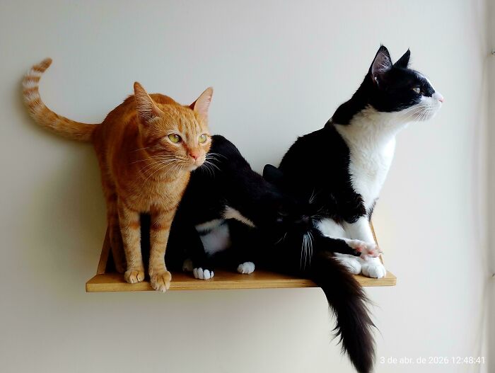 An orange cat and two black and white cats on a shelf, showcasing a humorous cats meeting interruption.