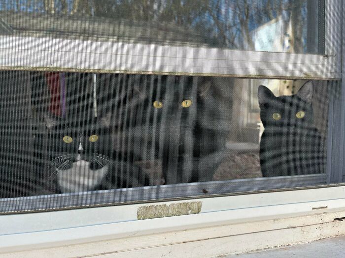 Three cats look through a window, yellow eyes glowing, having their important meeting interrupted.