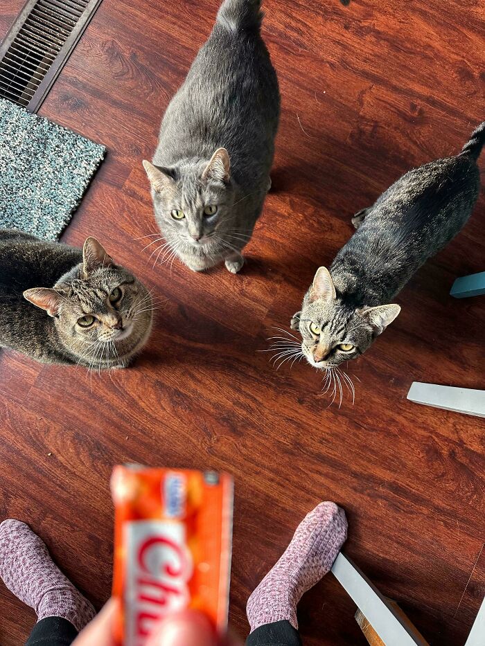 Hilarious cats look up at the person interrupting their important meeting with a snack.