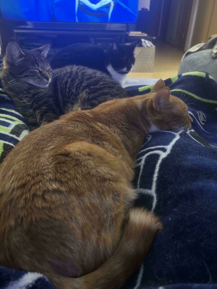 Three cats relaxing on a blanket, two sleeping soundly, displaying hilariously interrupted cats moment.