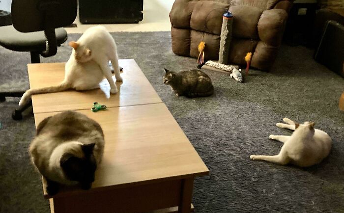 Several cats in a living room; one is on a coffee table, two on the floor, during an important meeting.