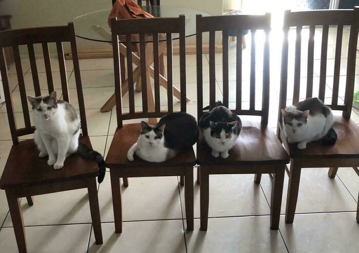 Four cats having an important meeting, each seated on their own wooden dining chair.
