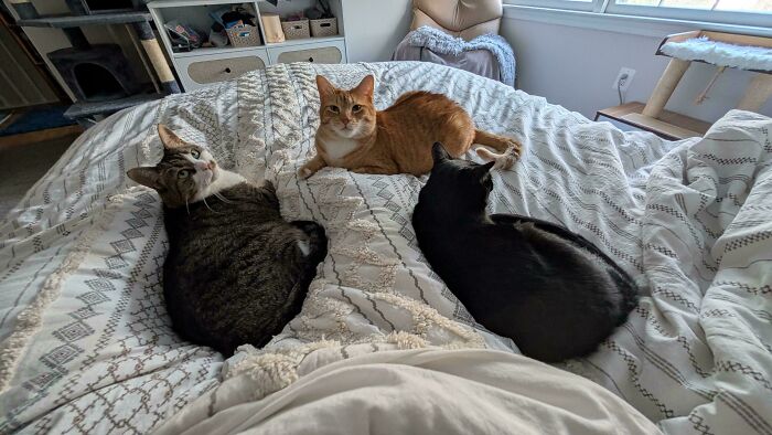 Three cats on a bed, one orange, one tabby, and one black, as people interrupted cats important meetings.