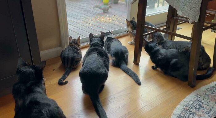 Multiple cats staring intently through a glass door, their important meeting interrupted by a squirrel.