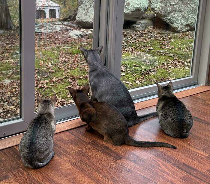 Four cats sit facing a large window, observing the outdoors, in an important cats meeting.