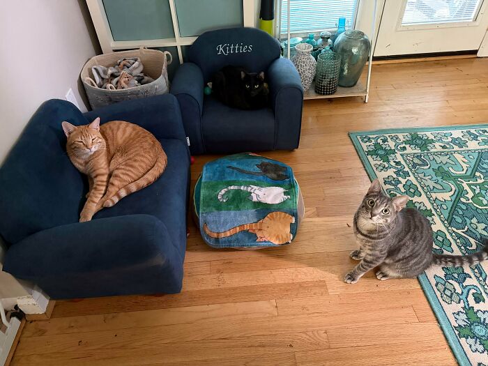 An orange tabby cat lounges in a blue chair while a striped cat sits on the floor, ready for an important cats meeting.